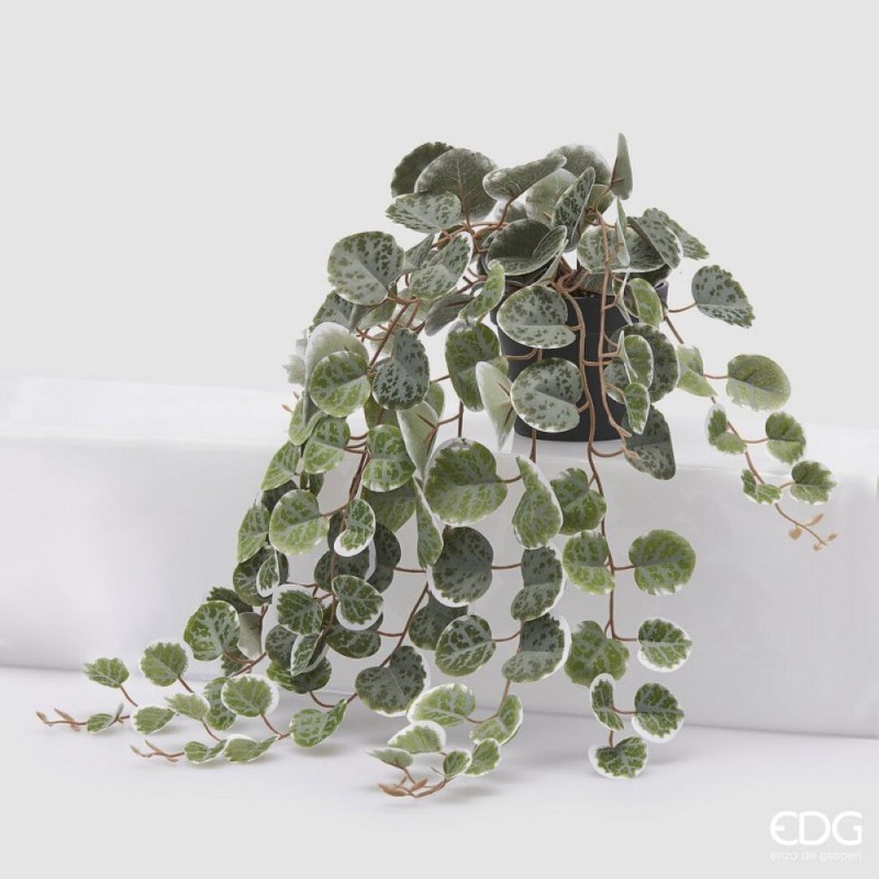 pianta ceropegia finta edg arredo casa lemoirehome