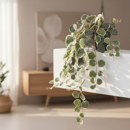 Ceropegia Pendente in Vaso H40 | Pianta Artificiale Tendenza EDG | Enzo de Gasperi