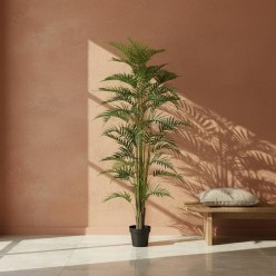 palma areca enzo de gasperi pianta alta