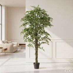 ficus beniamino variegato h180 ambiente salotto