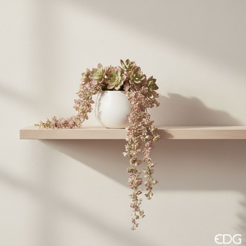 echeveria artificiale h44 cespuglio cadente echeveria artificiale h44 cespuglio cadente