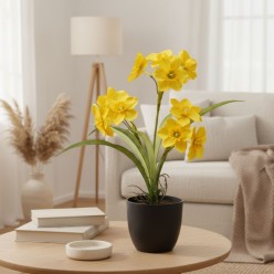 Piantina di Narcisi EDG in Vaso - Incanto d'Oro con 12 Fiori