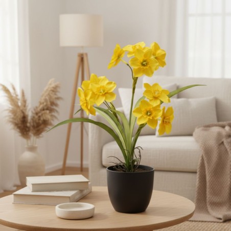 Piantina di Narcisi EDG in Vaso - Incanto d'Oro con 12 Fiori