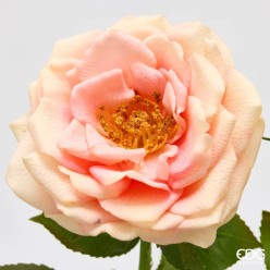 Ramo Rosa Artificiale Real Touch Enzo De Gasperi | Lemoire Home