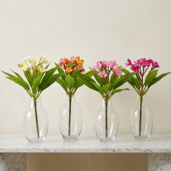 Fiori Frangipani ramo Artificiale 70 cm EDG | Selezione Lemoire Home