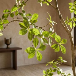 Pianta Artificiale Bucida Buceras H160 Luxury | Lemoire Home