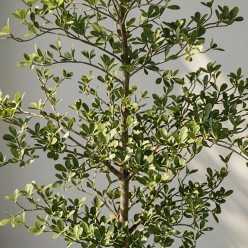 Albero Artificiale Bucida Buceras 240cm EDG | Lemoire Home