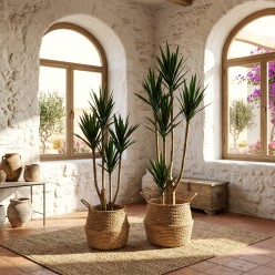 Yucca Artificiale Deluxe EDG con Vaso | Selezione Lemoire Home
