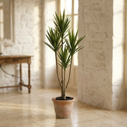 Yucca Artificiale Deluxe EDG con Vaso | Selezione Lemoire Home