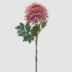 Fiore Crisantemo Rosa con foglie verdi