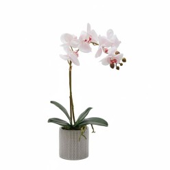 Orchidea Phalaenopsis in Vaso - EDG x Lemoire Home
