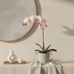 Orchidea Phalaenopsis in Vaso - EDG x Lemoire Home