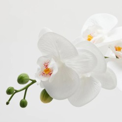 Raffinatezza Botanica: Orchidea in vaso 62 cm - EDG
