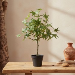 Acero: piantina in vasetto d'arredo 56 cm