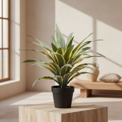 Pianta Agave succulenta da 60 cm in vaso EDG